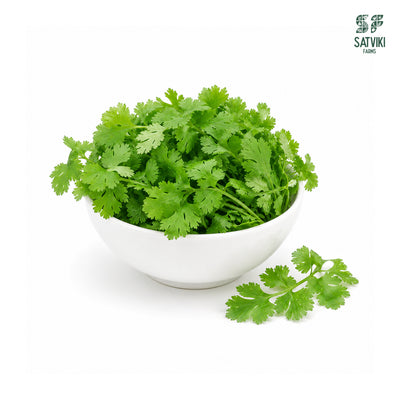 coriander