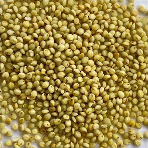 Browntop Millet