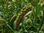 Load image into Gallery viewer, Foxtail Millet
