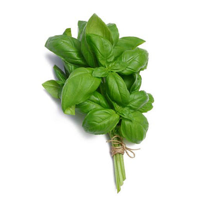 Italian Basil