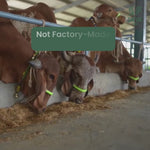 Load and play video in Gallery viewer, A2 Ghee
